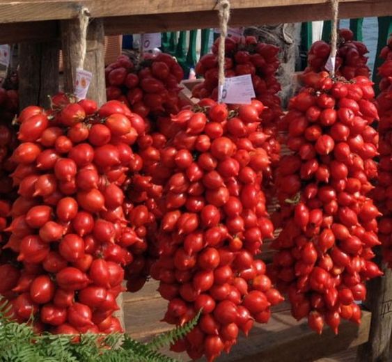 The Tomato Plant Yields An Incredible Abundance Of Fruit, Leaving People Astounded - Special 68