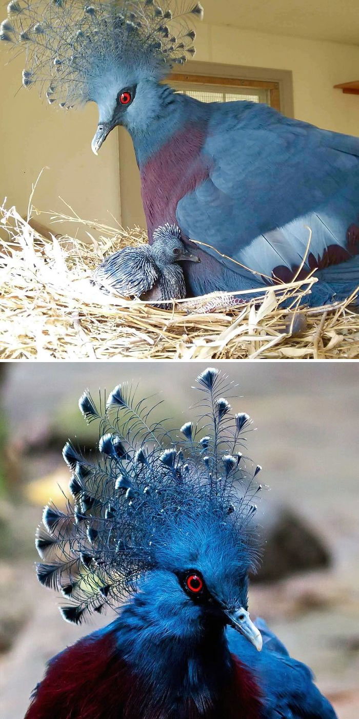 Mesmerizing! Check Out These 34 Gorgeously Plumed Pigeon Breeds