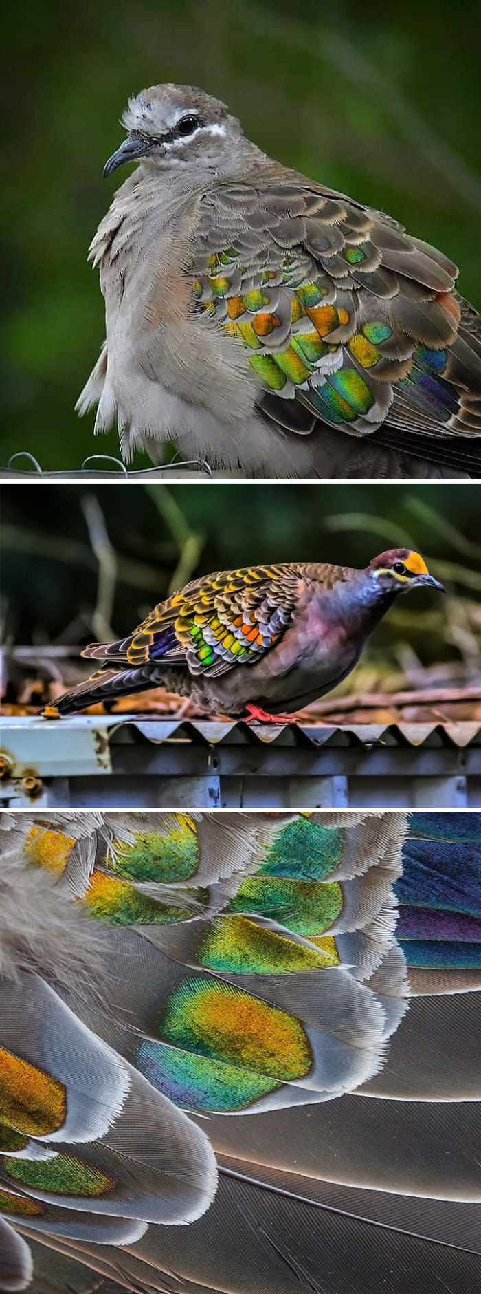 Mesmerizing! Check Out These 34 Gorgeously Plumed Pigeon Breeds