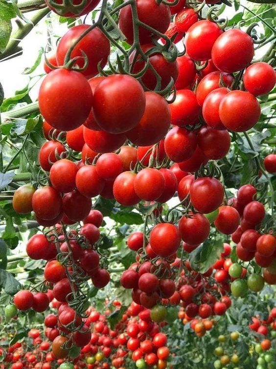 The Tomato Plant Yields An Incredible Abundance Of Fruit, Leaving People Astounded - Special 68