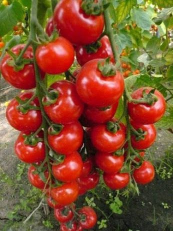 The Tomato Plant Yields An Incredible Abundance Of Fruit, Leaving People Astounded - Special 68