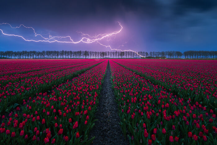 Spectacular Photos From This Year's Tulip Season In The Netherlands