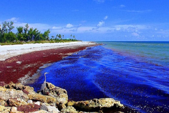 Red Tide