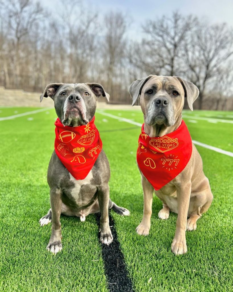 A photo of Mahomes dogs Steel and Silver on a football field and wearing red bandanas